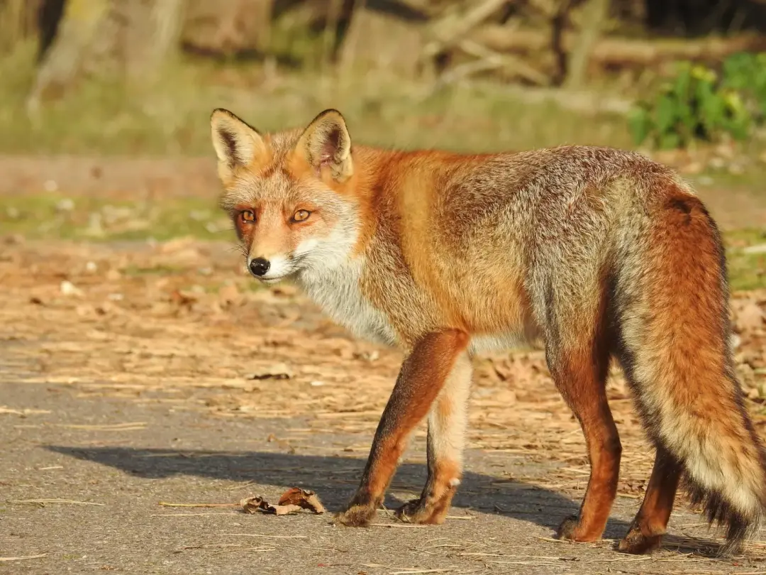 Fox control